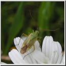 Closterotomus norwegicus - Zweipunktige Wiesenwanze 01.jpg